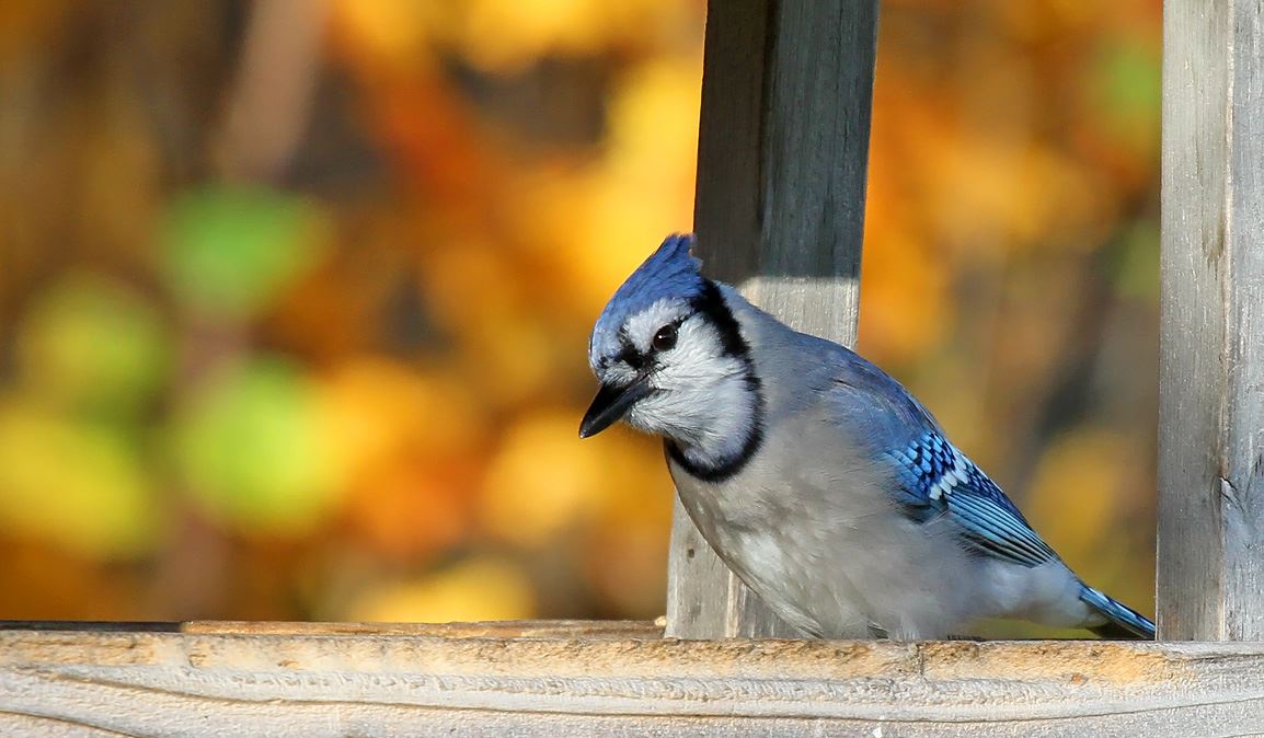 Blue Jay_Ryan Brady